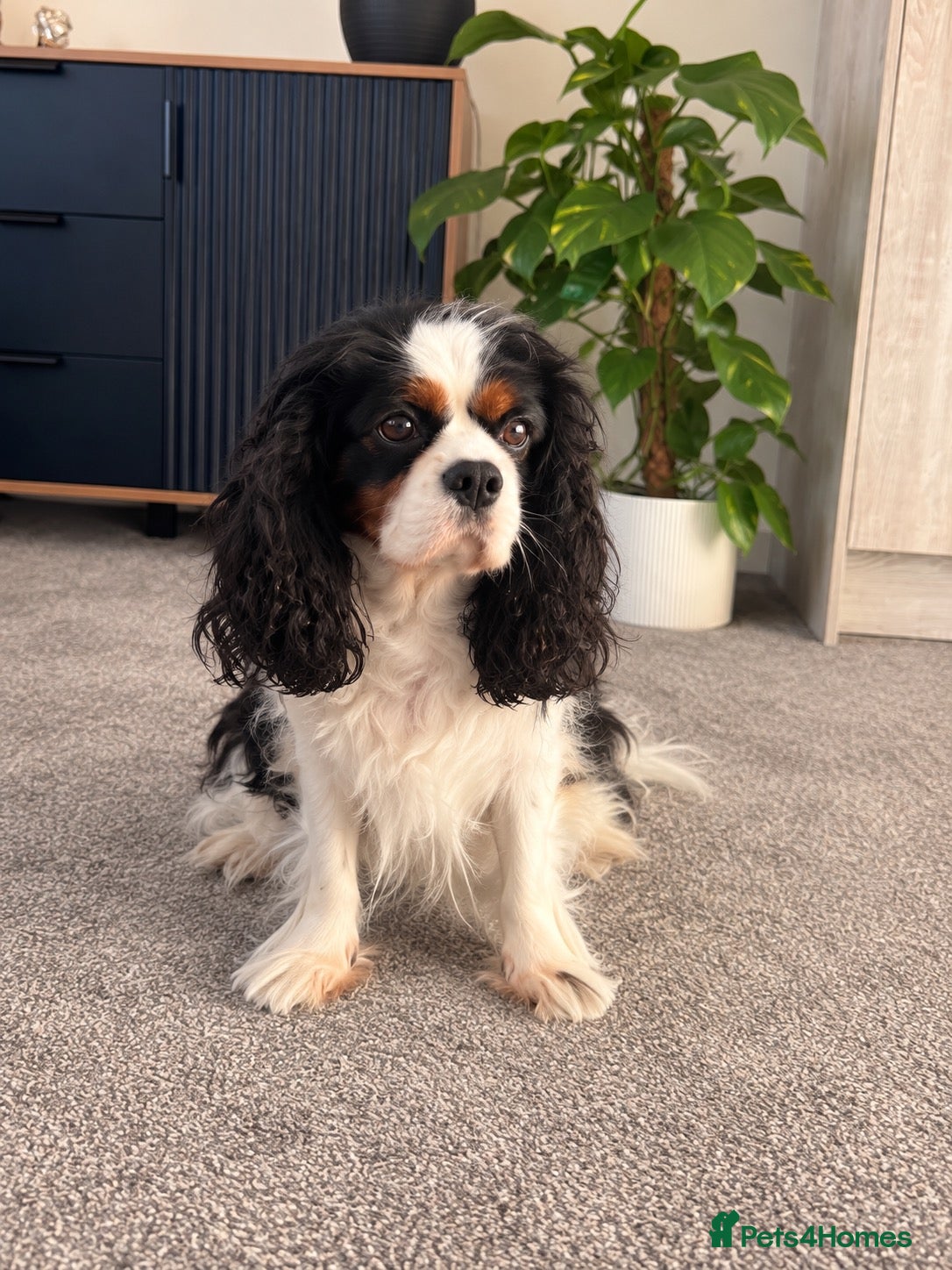 Cavalier King Charles Spaniel dogs  Loving Home Wanted for Our Cavalier Girl - Advert 7