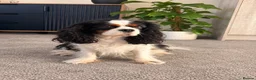 Cavalier King Charles Spaniel dogs for sale:  Loving Home Wanted for Our Cavalier Girl - Advert 1