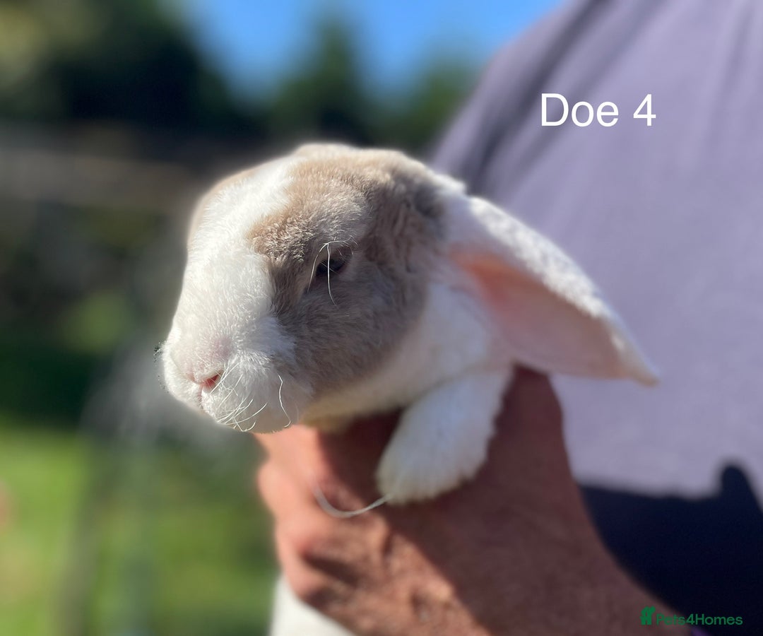 Mini Lop rabbits for sale: Gorgeous Pure Mini Plush Lops - Image 18