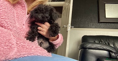 Doxiepoo dogs - Advert 10