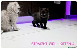 Scottish Fold cats for sale: SCOTTISH FOLD KITTENS (DELIVERY  AVAILABLE) - Image 17