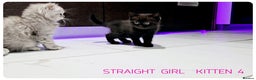 Scottish Fold cats for sale: SCOTTISH FOLD KITTENS (DELIVERY  AVAILABLE) - Advert 15
