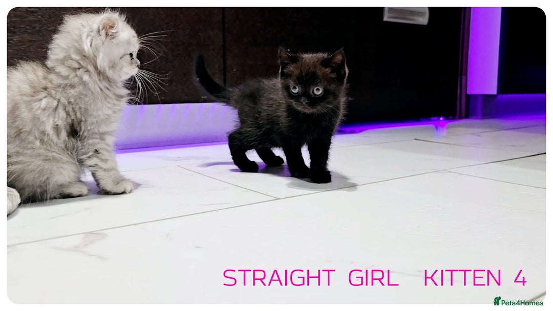 Scottish Fold cats for sale: SCOTTISH FOLD KITTENS (DELIVERY  AVAILABLE) - Image 17