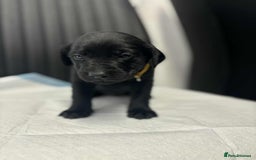 Labrador Retriever dogs for sale: Adorable KC registered fox red and black labs  - Image 22