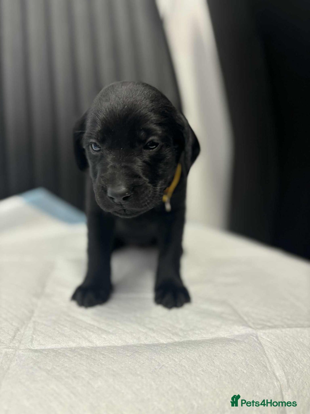 Labrador Retriever dogs for sale: Adorable KC registered fox red and black labs  - Image 22