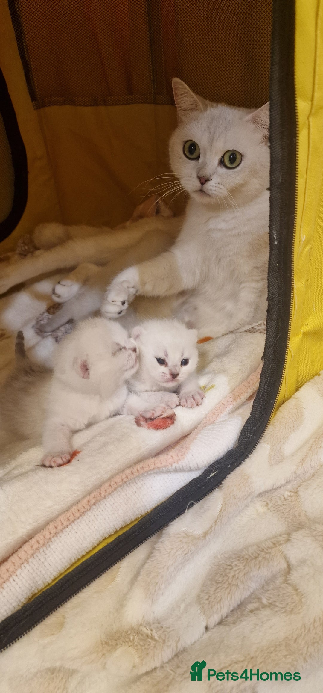 British Shorthair cats for sale: 💜British Shorthair Silver Chinchilla🧡 - Advert 8