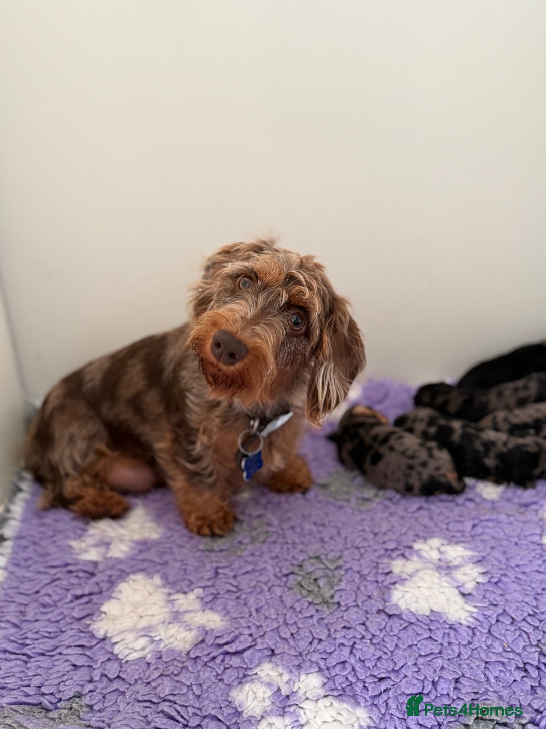 Miniature Dachshund dogs for sale: ✨Stunning kc minature wire haired dachshund✨  - Advert 14
