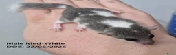 Mouse rodents for sale: 🐿️ Micro squirrels, African Pygmy dormouse - Advert 6