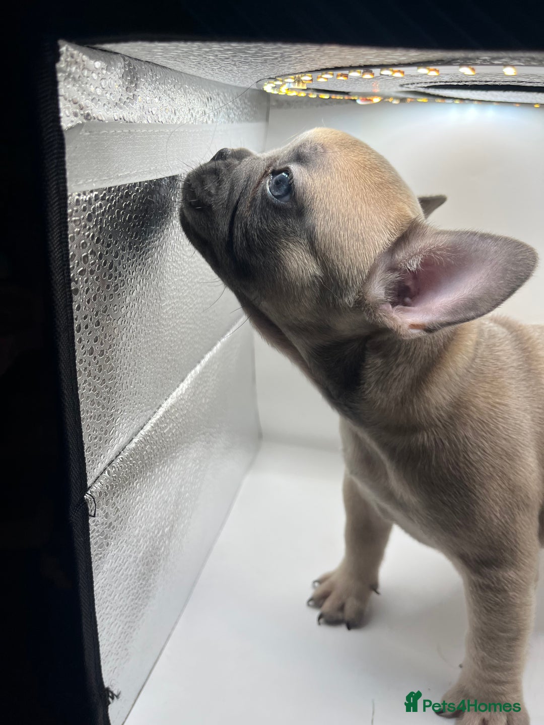 French Bulldog dogs for sale: French bulldog puppies - Advert 16