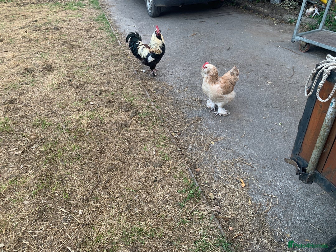 Chickens poultry for sale: Salmon Faverolle Hens - Advert 6