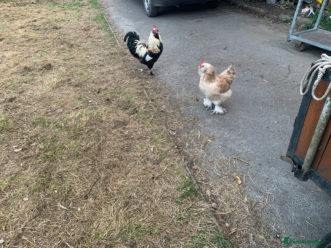 Chickens poultry for sale: Salmon Faverolle Hens - Advert 6