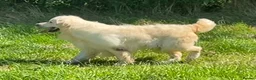 Golden Retriever dogs for sale: Kc reg cream golden retriever pups - Advert 8