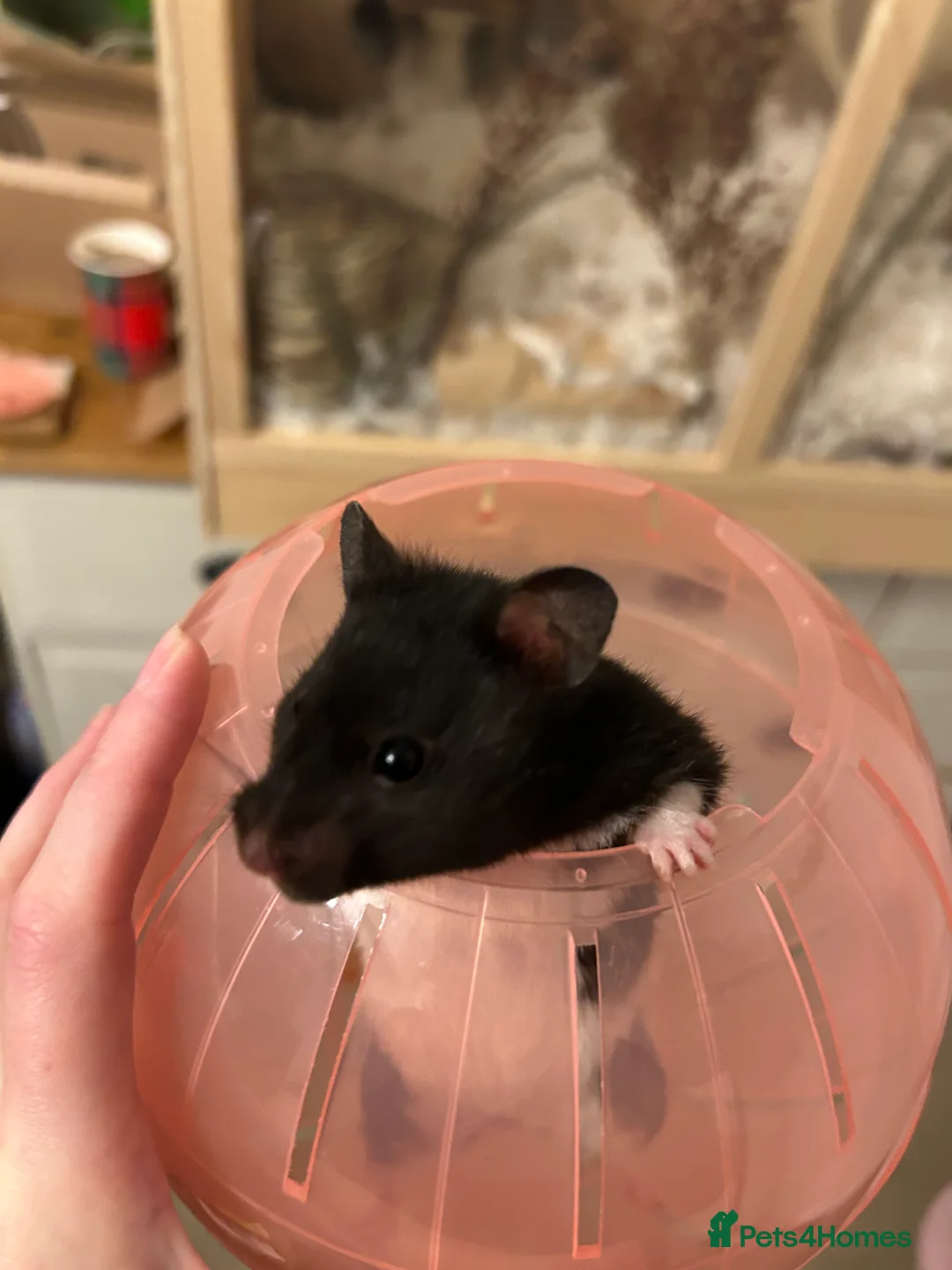 Hamster rodents for sale: Syrian hamster  - Advert 5