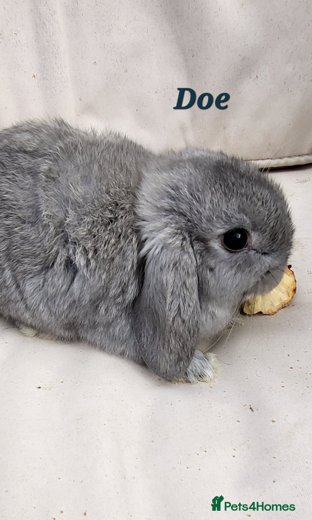 Mini Lop rabbits for sale:  Adorable Baby Rabbits Ready for Loving Homes  - Advert 1