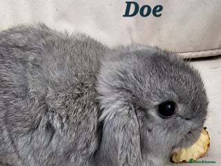Mini Lop rabbits Adorable Baby Rabbits Ready for Loving Homes - Advert 8
