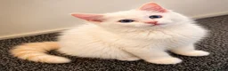 Ragdoll cats for sale:     GCCF pedigree  Cream Ragdoll Boy – Ready Now! - Advert 6