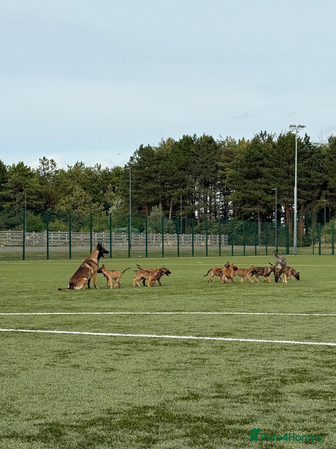 Belgian Shepherd Dog dogs for sale: Belgian Malinois puppies🐾 - Image 31