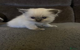 Ragdoll cats for sale: Adorable female ragdolls for sale - Image 4