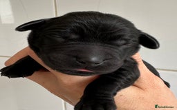 Labrador Retriever dogs for sale: Labrador puppies from health tested parents  - Image 6