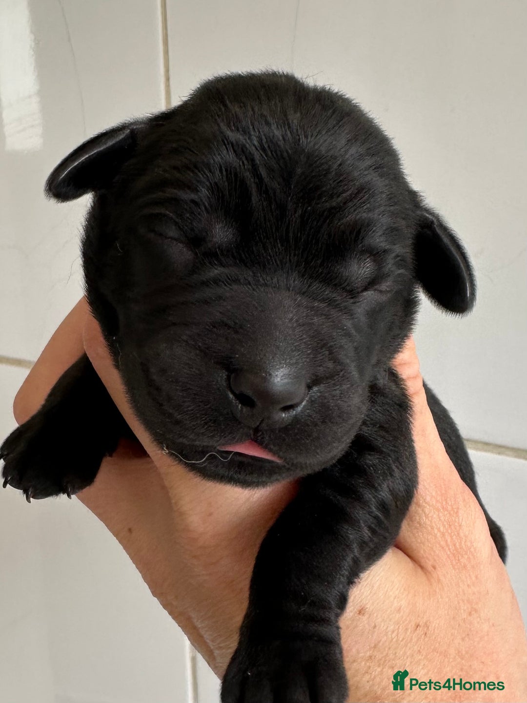 Labrador Retriever dogs for sale: Labrador puppies from health tested parents  - Image 6