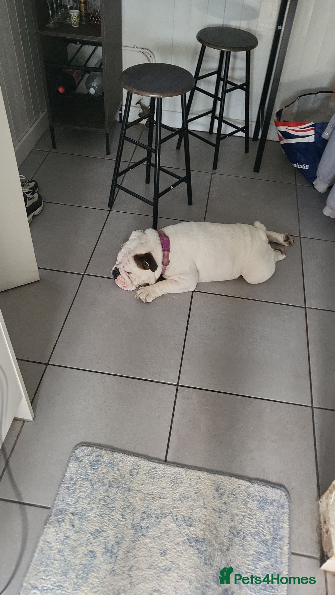 English Bulldog dogs for sale: Beautiful female bulldog 3 years old - Advert 4