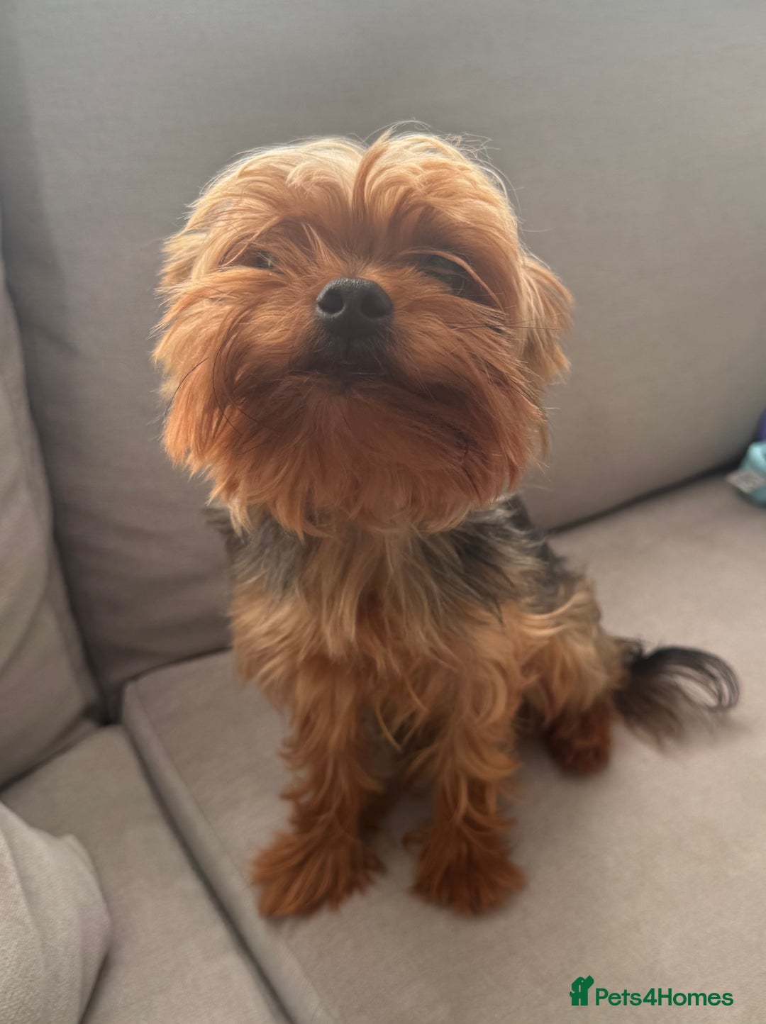Yorkshire Terrier dogs for stud: Minitature Yorkshire Terrier Stud in Bridgend - Image 14