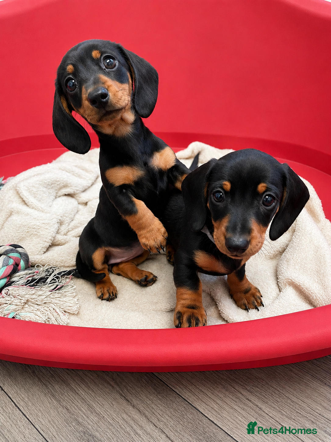 Miniature Dachshund dogs 🌟⭐️READY NOW🌟 ⭐️ last 2 mini dachshund puppies. - Advert 2