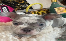 French Bulldog dogs for sale: Stunning Newshade French Bulldog Puppies - Image 14