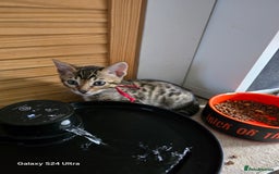 Bengal cats for sale: 2 left beautiful bengal kitten  - Image 4