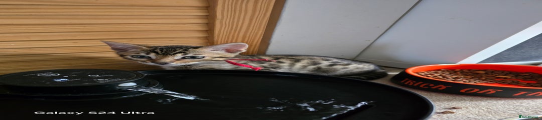 Bengal Kitten 1