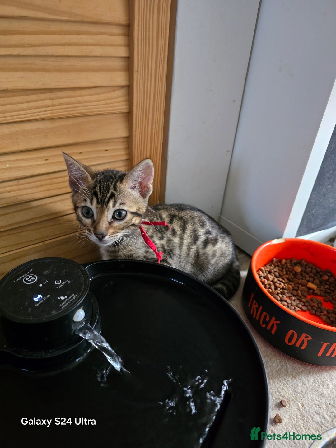 Bengal cats for sale: 2 left beautiful bengal kitten  - Image 4