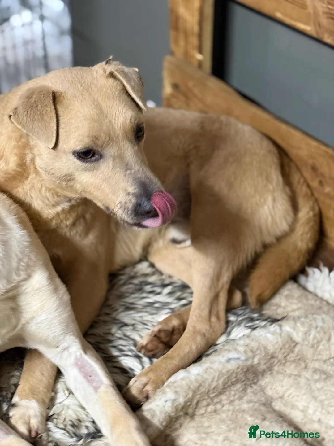 Mixed Breed dogs for adoption: Sweet Locky Looking for LOVE - Advert 11