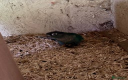 Conures birds for sale: Aviary bred baby conures, dna sexed - Image 6