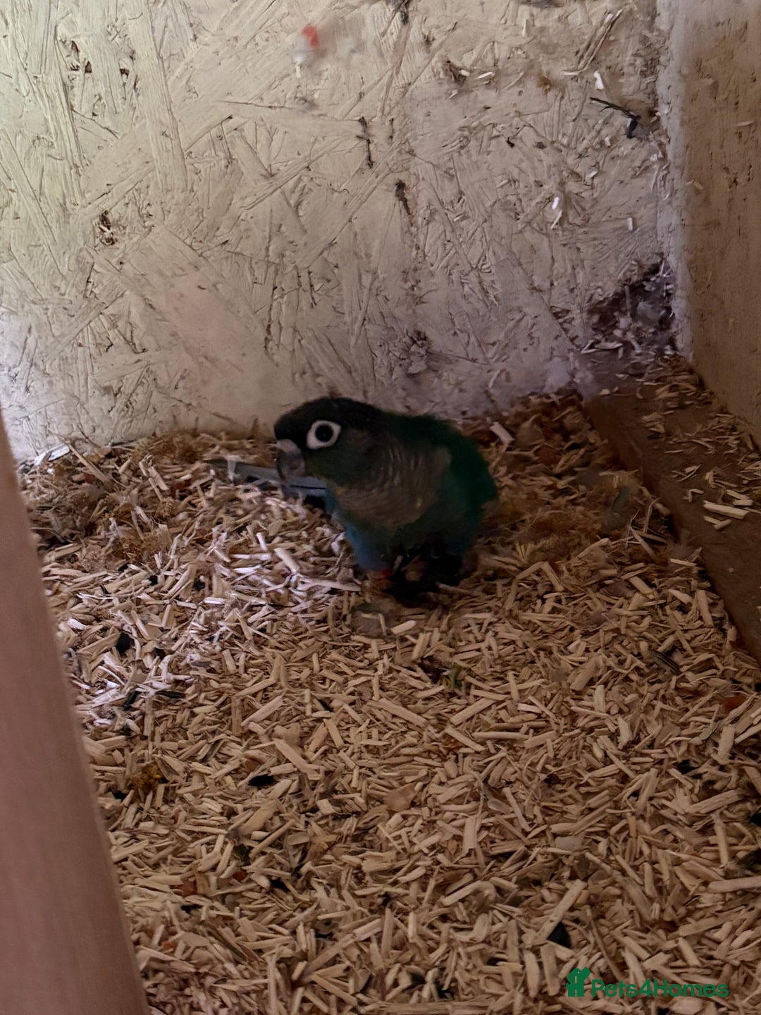 Conures birds for sale: Aviary bred baby conures, dna sexed - Image 6