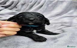 Cockapoo dogs for sale: Cockapoo Puppies Extensive Health Tested - Image 15