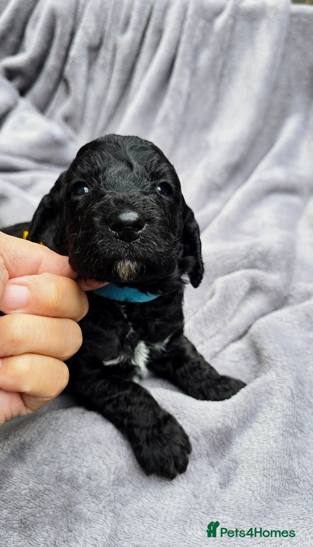 Cockapoo dogs for sale: Cockapoo Puppies Extensive Health Tested - Image 15