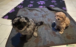 Cockapoo dogs for sale: Miniature cockapoo puppies Merle and Apricot - Image 4