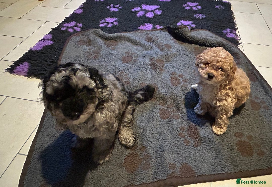 Cockapoo dogs for sale: Miniature cockapoo puppies Merle and Apricot - Image 4