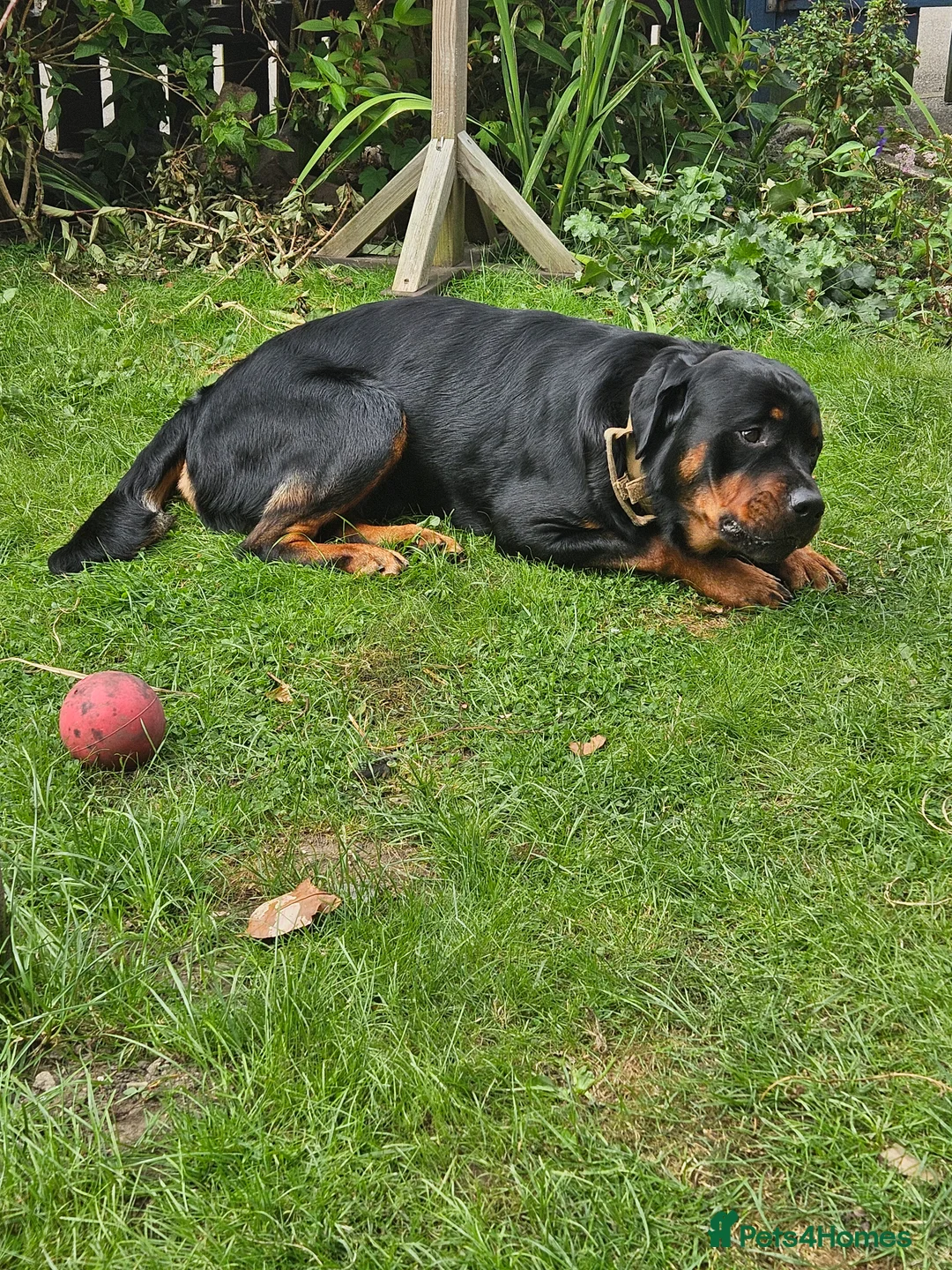 Rottweiler dogs for stud: Rottweiler stud halifax proven  in Halifax - Advert 9