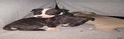 Mixed Breed dogs for sale: French bulldog x Staffordshire bull terrier - Advert 29