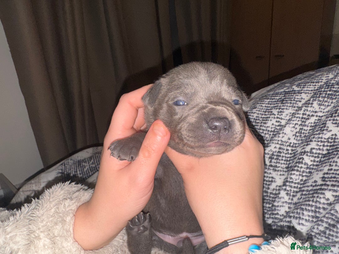 Staffordshire Bull Terrier dogs for sale: Gorgeous staffy puppies  - Advert 11