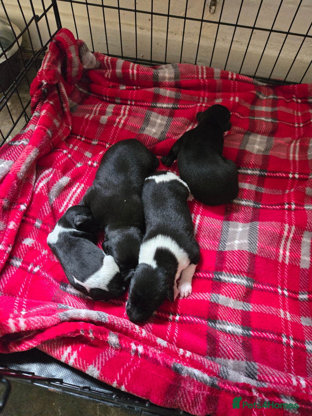 Whippet dogs for sale: Kc registered whippets  - Advert 4