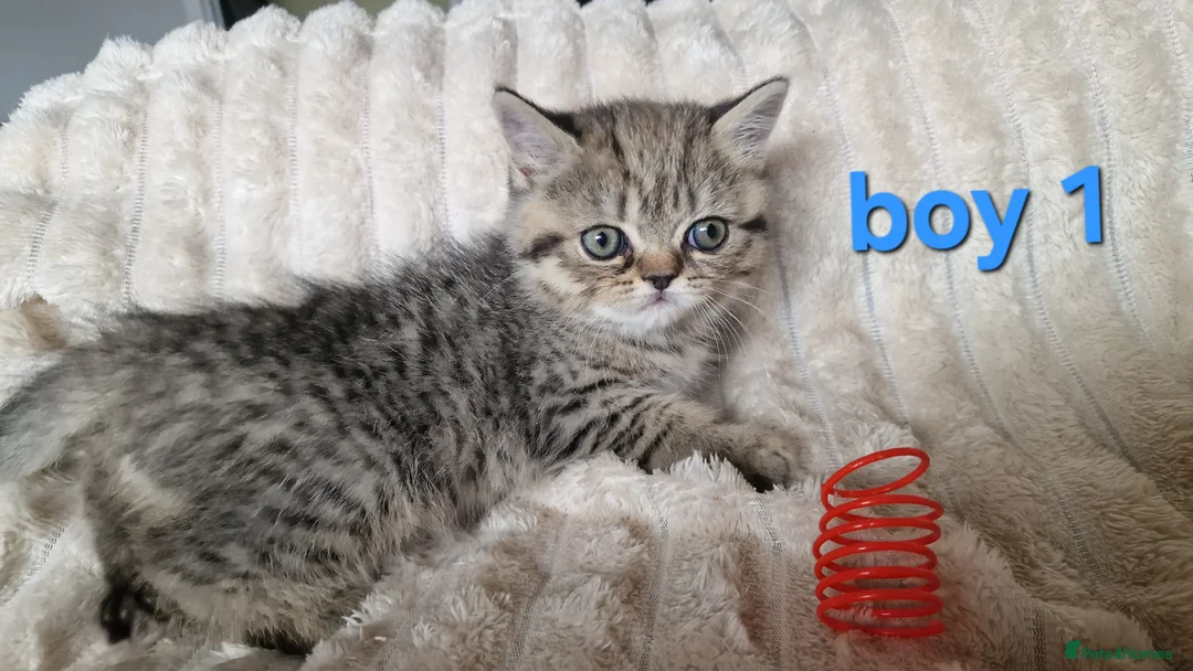 Exotic cats for sale: 4 beautiful exotic x kittens  - Advert 19