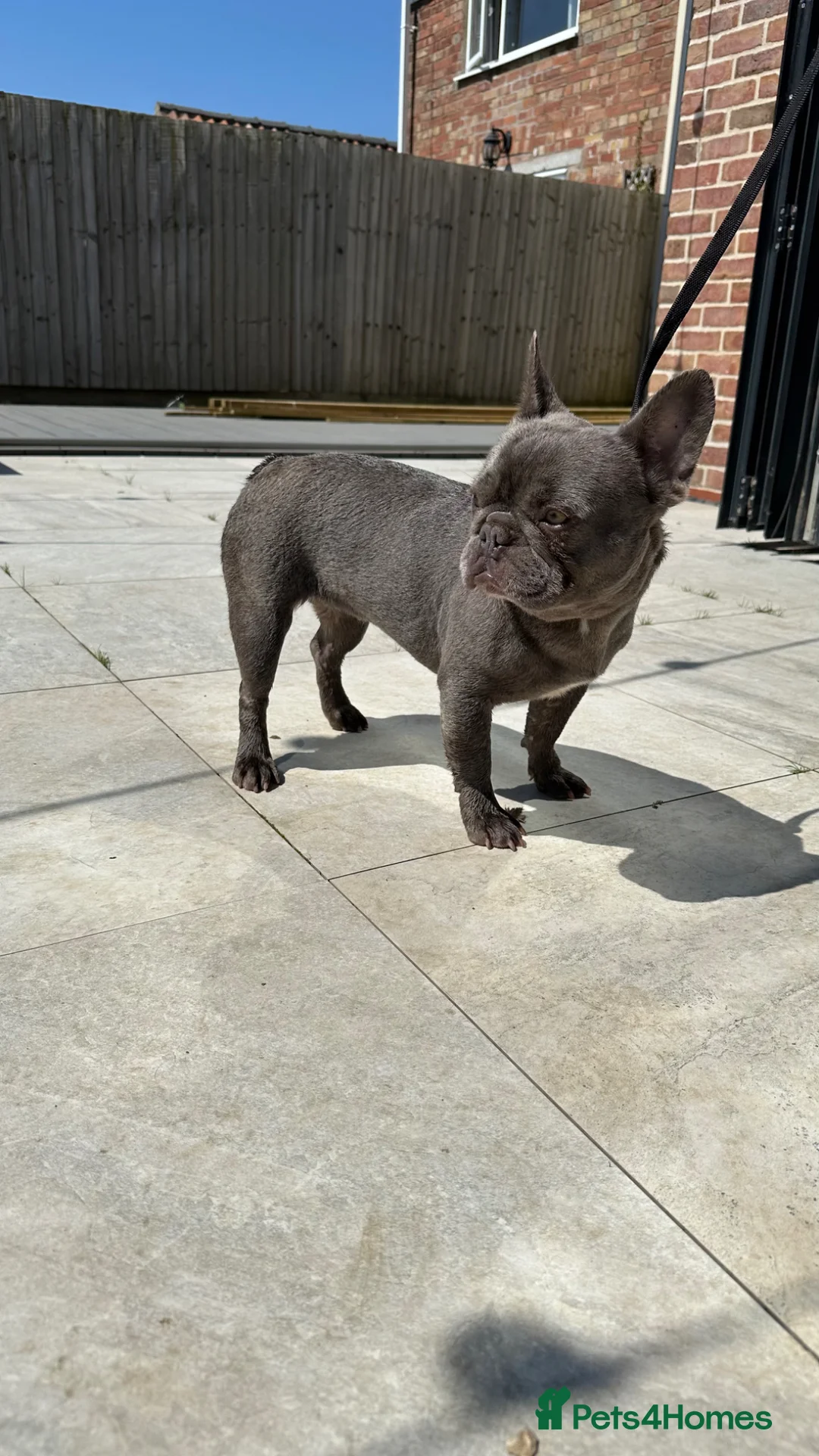 French Bulldog dogs for sale: beautiful french bulldog pups  in Boston - Advert 10