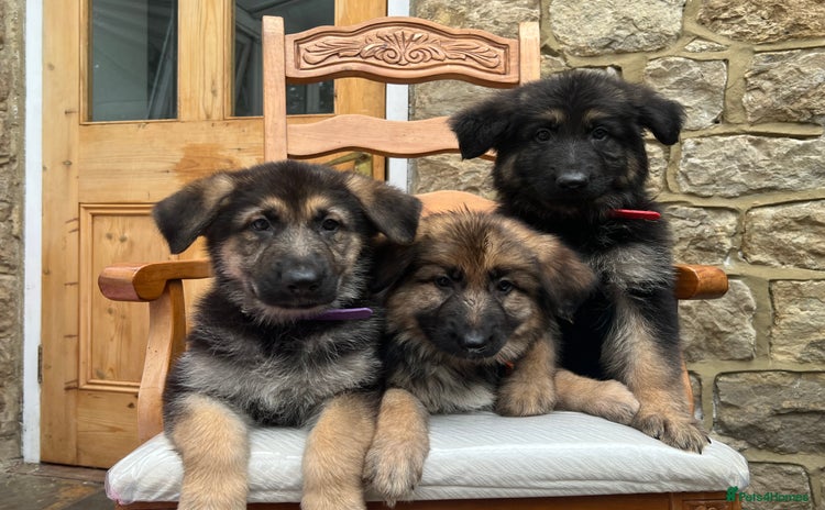 German Shepherd dogs - Advert 5