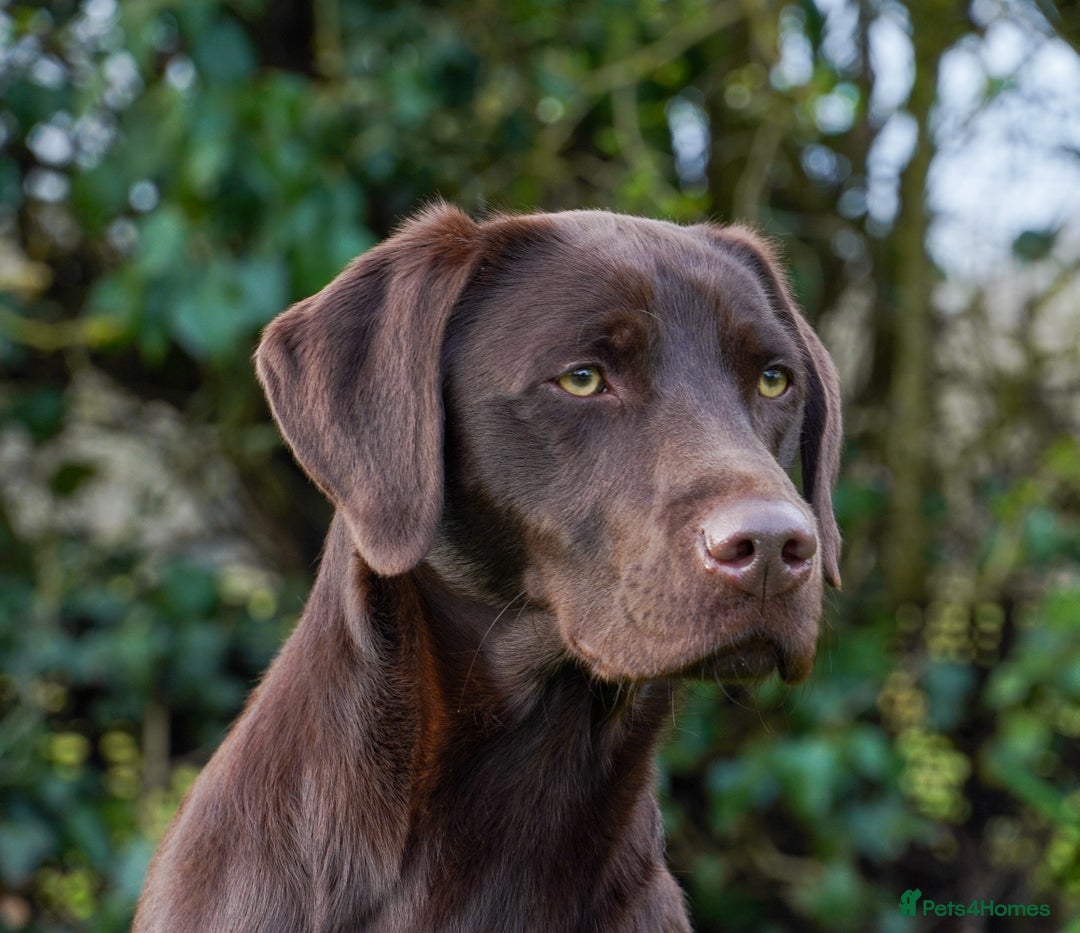 Labrador Retriever dogs for sale: 1 black dog available  - Image 2