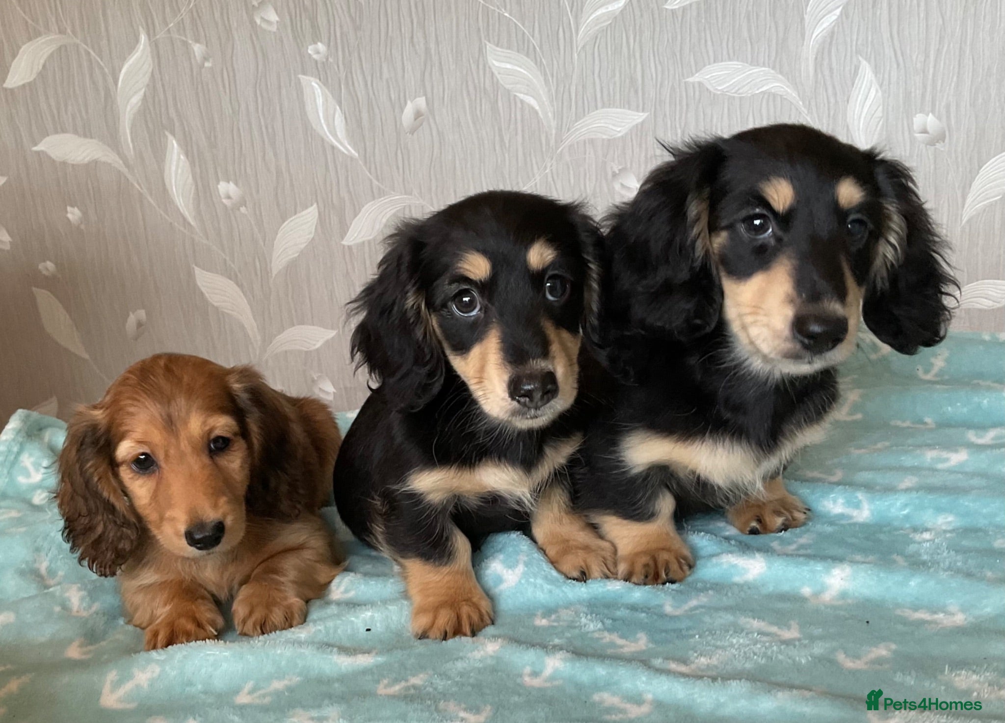 Miniature Dachshund dogs GORGEOUS KC reg PRA CLEAR MINI DACHSHUND PUPPIES - Advert 1