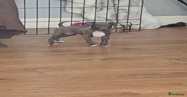 Italian Greyhound dogs - Advert 2