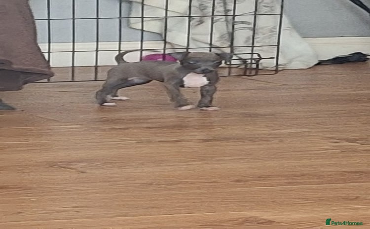 Italian Greyhound dogs - Advert 2