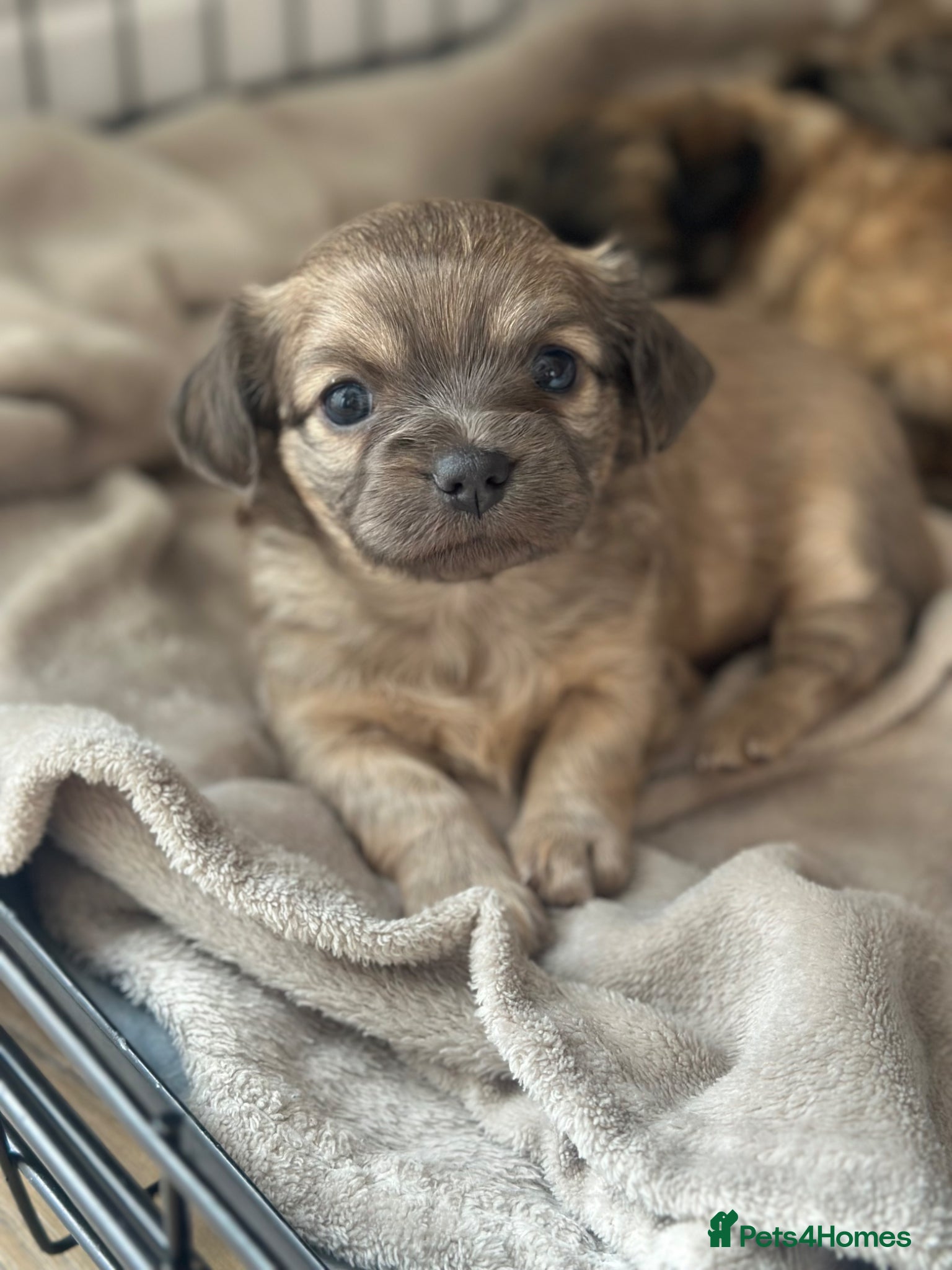 Mixed Breed dogs Beautiful Chihuahua x  Puppies - Advert 17